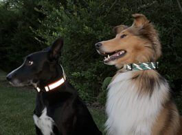 The best reflective dog collars help you and others see and locate your dog in twilight and dark nights.