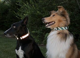 The best reflective dog collars help you and others see and locate your dog in twilight and dark nights.