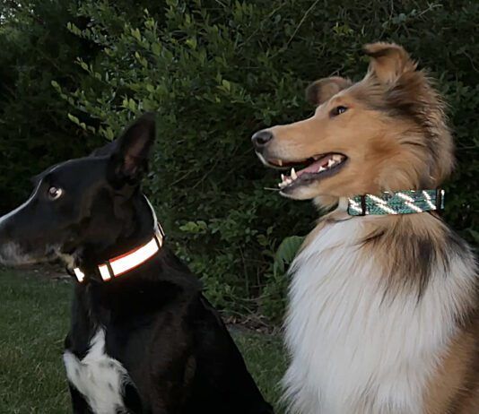 The best reflective dog collars help you and others see and locate your dog in twilight and dark nights.