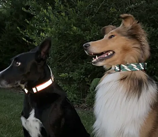 The best reflective dog collars help you and others see and locate your dog in twilight and dark nights.