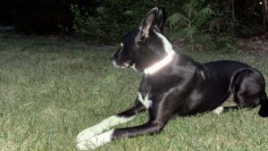 The Orvis reflective dog collar has a wide strip that makes it very easy to spot on dark nights.