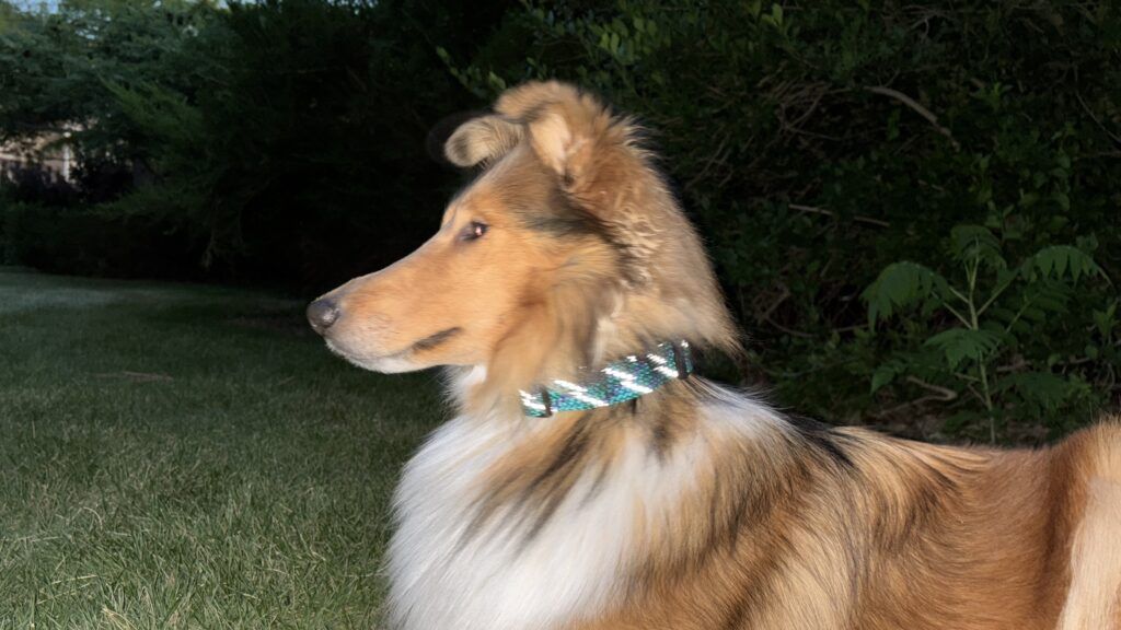 Some of the best reflective dog collars are soft and won't damage a dog's coat.