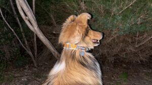 Reflective dog collars can be stylish as well as highly visible.
