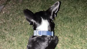 Not all reflective dog collars are high visibility with some compromising reflectivity for other features.