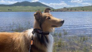 Reflective dog collars in available in several forms including Martingale collars.
