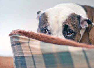 Sileo for dogs can help with anxiety due to noise or other sensitivities.