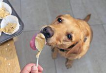 The best peanut butter for dogs is the kind that doesn't contain xylitol or any additional sweeteners.