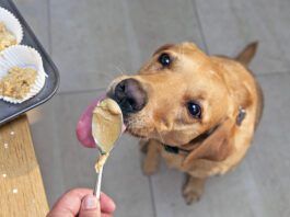 The best peanut butter for dogs is the kind that doesn't contain xylitol or any additional sweeteners.