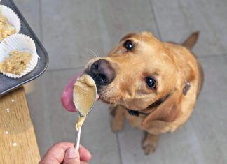 The best peanut butter for dogs is the kind that doesn't contain xylitol or any additional sweeteners.