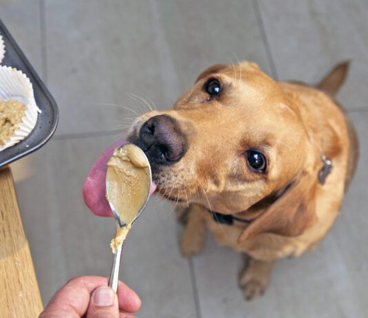 The best peanut butter for dogs is the kind that doesn't contain xylitol or any additional sweeteners.