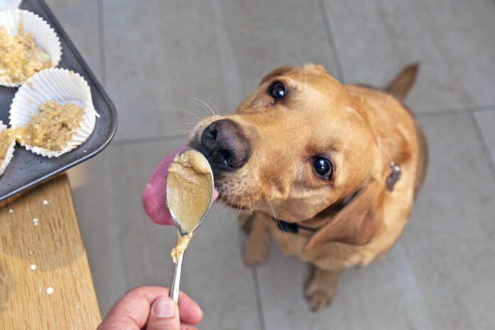 The best peanut butter for dogs is the kind that doesn't contain xylitol or any additional sweeteners.