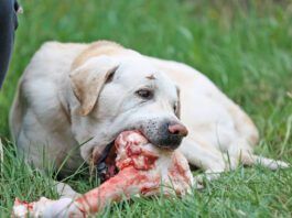 How to brush a dogs teeth when they refuse? Try raw bones that will help them clean their teeth.