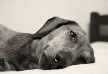 Signs your dog is in pain can be subtle and include fatigue, pacing, and aversion to touch.