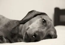 Signs your dog is in pain can be subtle and include fatigue, pacing, and aversion to touch.