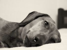 Signs your dog is in pain can be subtle and include fatigue, pacing, and aversion to touch.