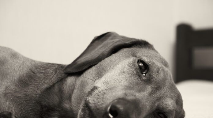 Signs your dog is in pain can be subtle and include fatigue, pacing, and aversion to touch.