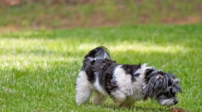 Dogs can get norovirus from a variety of sources, including other dogs.