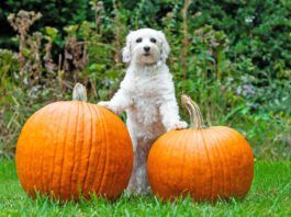 High-fiber dog foods often contain pumpkin, a fiber recommended by many veterinarians.