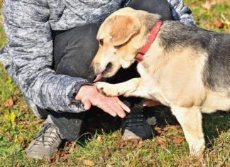 Knuckling in dogs is a neurological disorder that causes a dog to walk on their knuckles