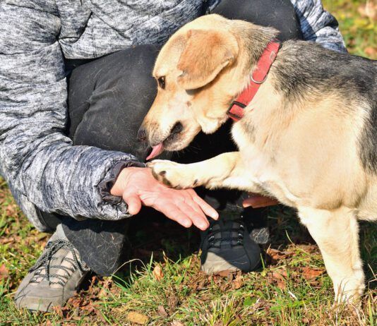 Knuckling in dogs is a neurological disorder that causes a dog to walk on their knuckles