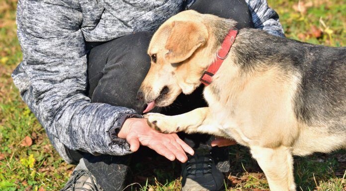 Knuckling in dogs is a neurological disorder that causes a dog to walk on their knuckles