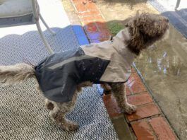 The best dog raincoat will protect your dog in rainy conditions without being too hot during periods of intermittent sun.