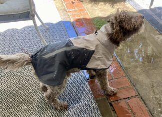 The best dog raincoat will protect your dog in rainy conditions without being too hot during periods of intermittent sun.
