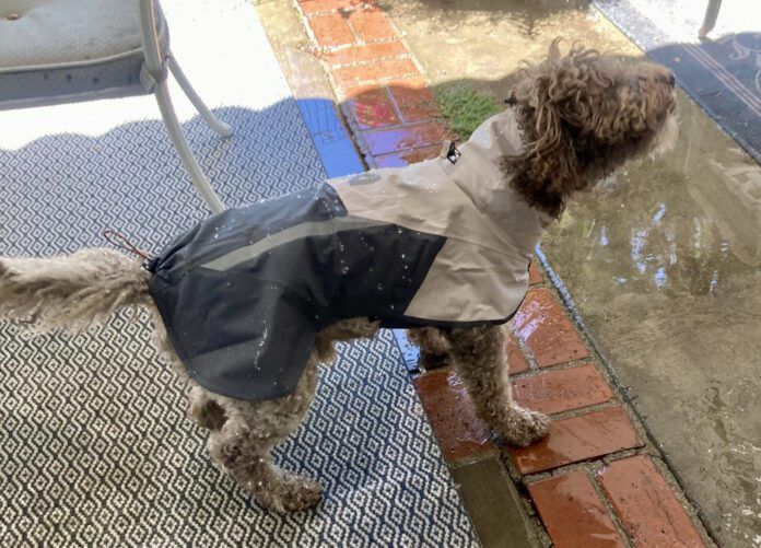 The best dog raincoat will protect your dog in rainy conditions without being too hot during periods of intermittent sun.