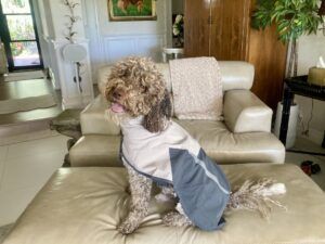 A dog rain coat should be easy to put on over a harness while allowing a dog to remain mobile.