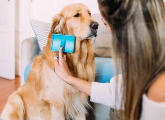 A young woman brushing a long haired golden retriever with a slicker brush.
