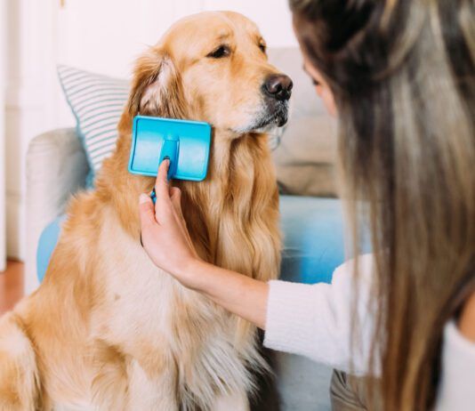 A young woman brushing a long haired golden retriever with a slicker brush.