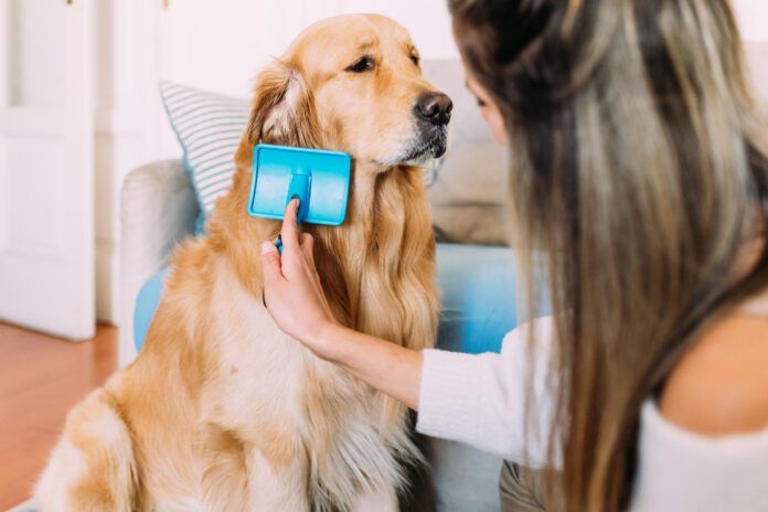 A young woman brushing a long haired golden retriever with a slicker brush.