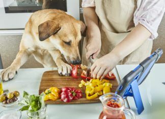 Dogs can taste spicy foods, but their response is usually distress and fear not enjoyment.