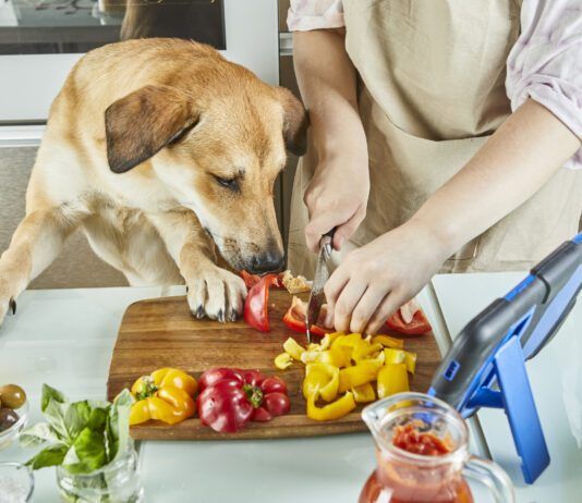 Dogs can taste spicy foods, but their response is usually distress and fear not enjoyment.