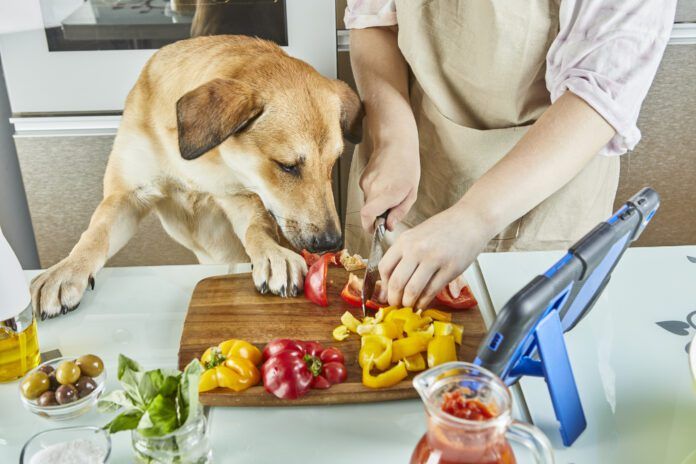 Dogs can taste spicy foods, but their response is usually distress and fear not enjoyment.