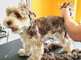 Furunculosis in dogs is a skin infection that can stubbornly resist efforts to cure it.
