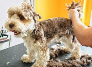 Furunculosis in dogs is a skin infection that can stubbornly resist efforts to cure it.
