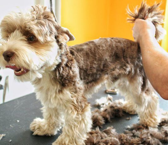 Furunculosis in dogs is a skin infection that can stubbornly resist efforts to cure it.
