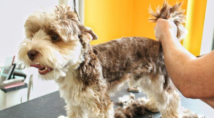 Furunculosis in dogs is a skin infection that can stubbornly resist efforts to cure it.