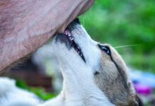 Dog cobbing, or nibbling with their front teeth can soothe anxiety or express affection depending on the dog and the context.