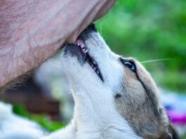 Dog cobbing, or nibbling with their front teeth can soothe anxiety or express affection depending on the dog and the context.