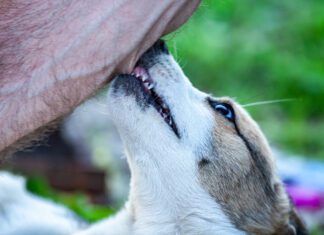Dog cobbing, or nibbling with their front teeth can soothe anxiety or express affection depending on the dog and the context.