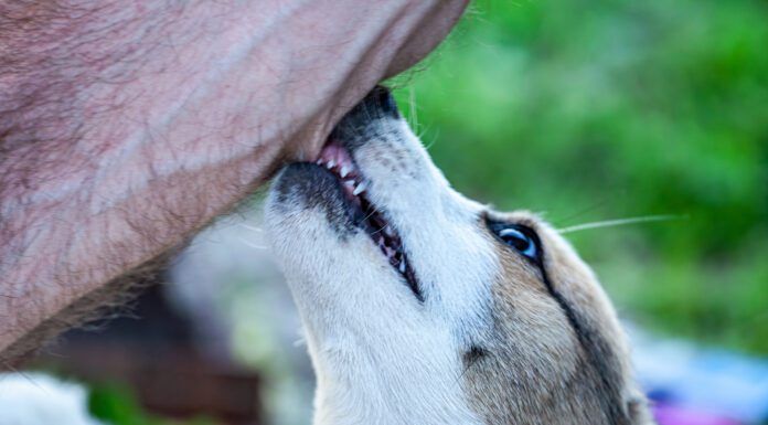 Dog cobbing, or nibbling with their front teeth can soothe anxiety or express affection depending on the dog and the context.
