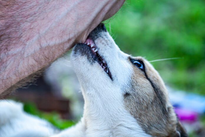 Dog cobbing, or nibbling with their front teeth can soothe anxiety or express affection depending on the dog and the context.