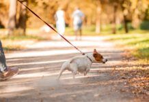 The best no-pull dog leashes can help with dog's pulling and trying to drag their owners around.
