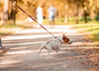 The best no-pull dog leashes can help with dog's pulling and trying to drag their owners around.