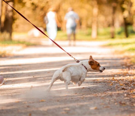 The best no-pull dog leashes can help with dog's pulling and trying to drag their owners around.