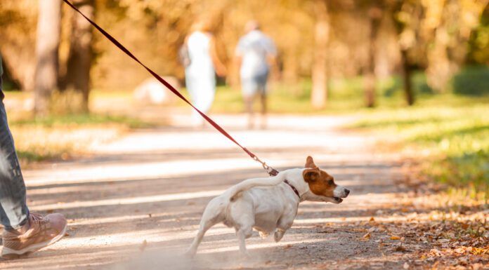 The best no-pull dog leashes can help with dog's pulling and trying to drag their owners around.