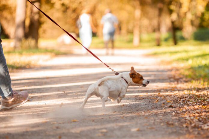 The best no-pull dog leashes can help with dog's pulling and trying to drag their owners around.