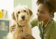 How often should you take your dog to the vet? Once or twice a year for routine checkups is the minimum for a healthy dog.